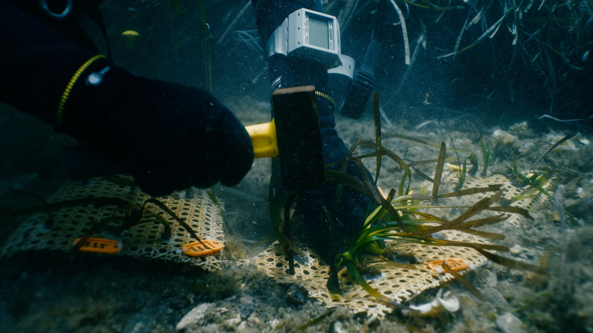 Posidonia exploration of the sea floor
